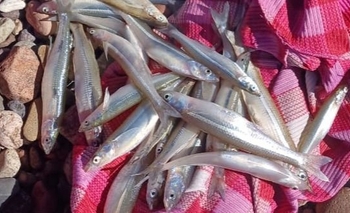 Una hipótesis de qué ocurrió con los peces muertos en Cuesta del Viento
