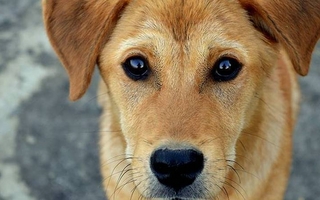 Qué significa la mirada fija de tu perro según especialistas en conducta animal