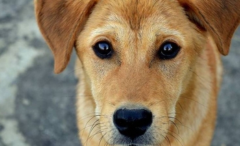 Qué significa la mirada fija de tu perro según especialistas en conducta animal