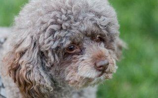 Investigan a un hombre de Pocito por un presunto caso de abuso contra un caniche