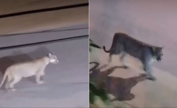 Un puma caminó por las calles de un poblado y generó alarma