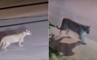 Un puma caminó por las calles de un poblado y generó alarma