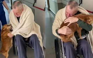 La espera de Simón, el perro que recibió a su dueño tras 82 días de internación