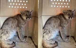Un joven puma fue rescatado en zona urbana de San Juan