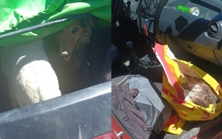 Un operativo interceptó cazadores que llevaban animales silvestres muertos