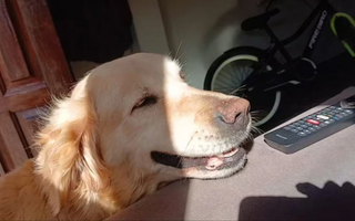 Buscan desesperadamente a una perra y ofrecen una insólita recompensa