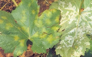 Viñedos en riesgo: San Juan emite alerta por Peronospora