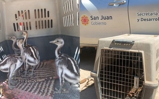 Rescatan cuatro suris cordilleranos en un operativo en Iglesia