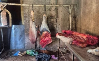 Temen que aumente el robo y faenas de caballos: la Policía piden que hagan la denuncia