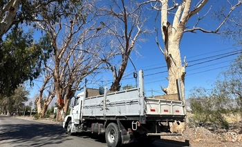 Vecinos de Pocito reclaman la tala de árboles secos 