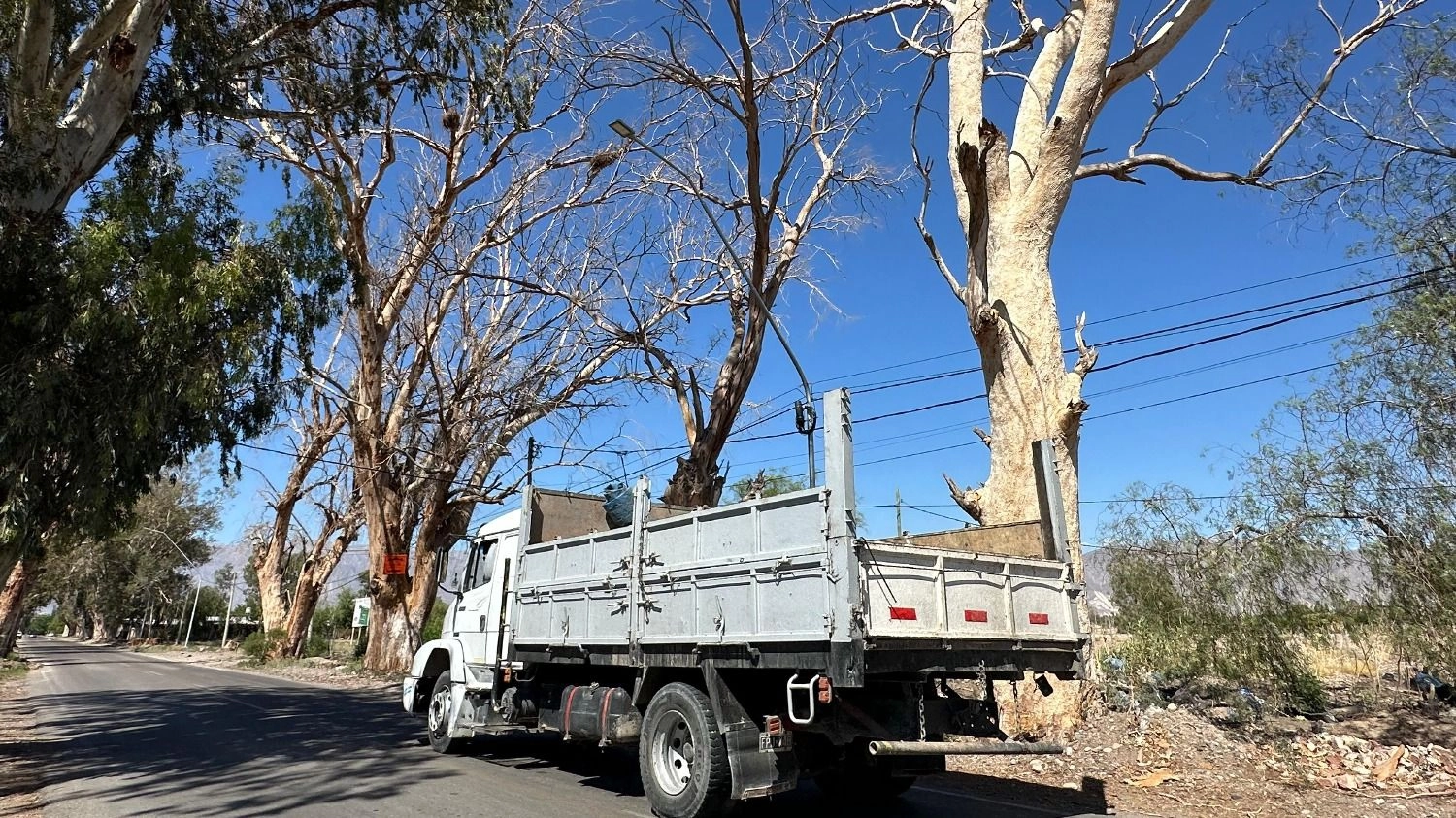 Piden erradicar árboles secos en Pocito ante el riesgo de caídas