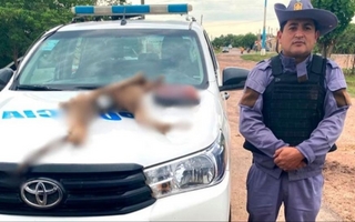 Indigante: faeneaban pumas y lo mostraban en redes