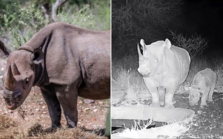 Kenia: nació una cría de rinoceronte negro, una especie casi extinta