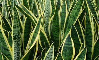 Para qué sirve la planta lengua de suegra en casa