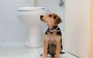 Tres razones por las que tu perro te acompaña al baño y qué significa