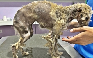 Patitas Sin Hogar organiza una rifa benéfica para costear gastos veterinarios