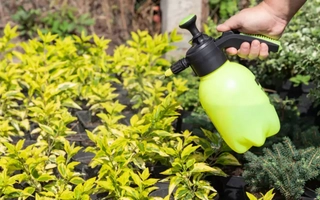 Fertilizante casero con clorofila para plantas más fuertes y floridas