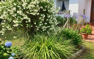 Jazmín y citronella: la combinación natural que repele mosquitos y perfuma tu hogar