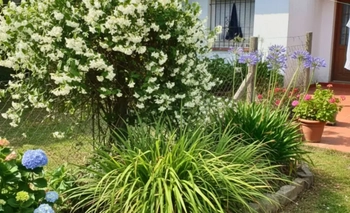 Jazmín y citronella: la combinación natural que repele mosquitos y perfuma tu hogar