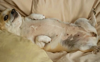 ¿Por qué los perros duermen panza arriba? Que dicen los veterinarios