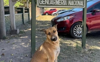Dictaron prisión preventiva a dos personas por torturar y apuñalar a un perro en Jujuy