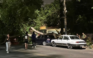 Una enorme rama cayó sobre un auto en Capital y lo destruyó