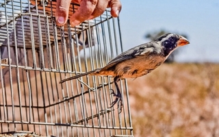 Aves se venden hasta en $300.000 o "una moto" en el mercado ilegal de San Juan