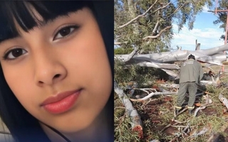 Tragedia: una adolescente murió aplastada por un árbol en una fuerte tormenta