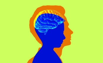 Un estudio revela a que edad finaliza la adolescencia cerebral