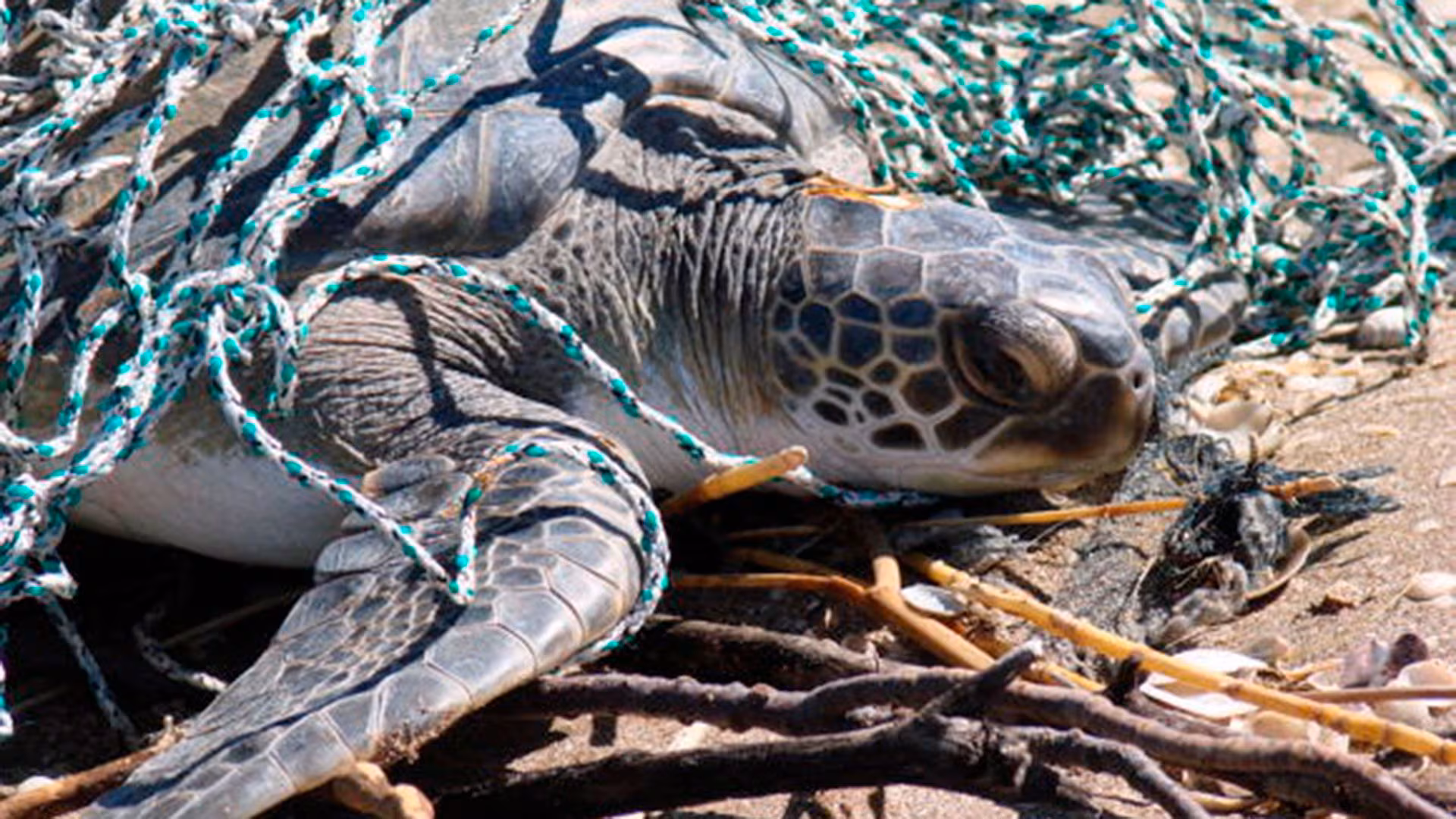 Estudio global revela que plásticos en dosis mínimas causan muerte a fauna marina