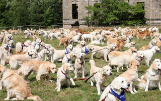 Convocan en Palermo a una juntada récord de Golden Retrievers