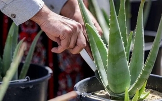 Aloe vera en la puerta: energía y armonía según Feng Shui
