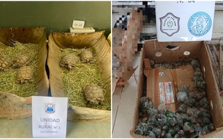 Rescataron más de 70 animales y secuestraron un arma en San Juan