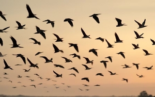 El canto de los pájaros reduce el estrés y mejora el bienestar, según estudios científicos