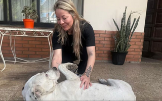 Un perro atacó a un ladrón que intentó asfixiar a una mujer en Córdoba