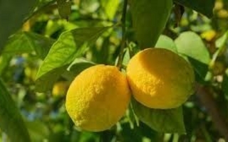 Los beneficios del limón para fortalecer defensas y mejorar la salud intestinal