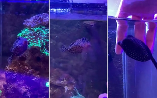 Globi, la sensación de TikTok: un pez que pide caricias y tira chorritos de agua
