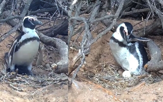 Conicet transmite en vivo la vida de pingüinos en la Patagonia con cámaras autosustentables