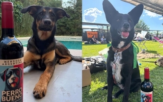 Un enólogo volvió a Argentina y creó un vino que ayuda a refugios de perros