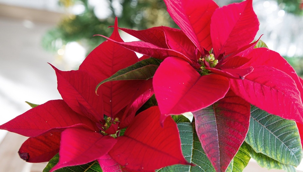 Deco navideña con plantas autóctonas y no tanto
