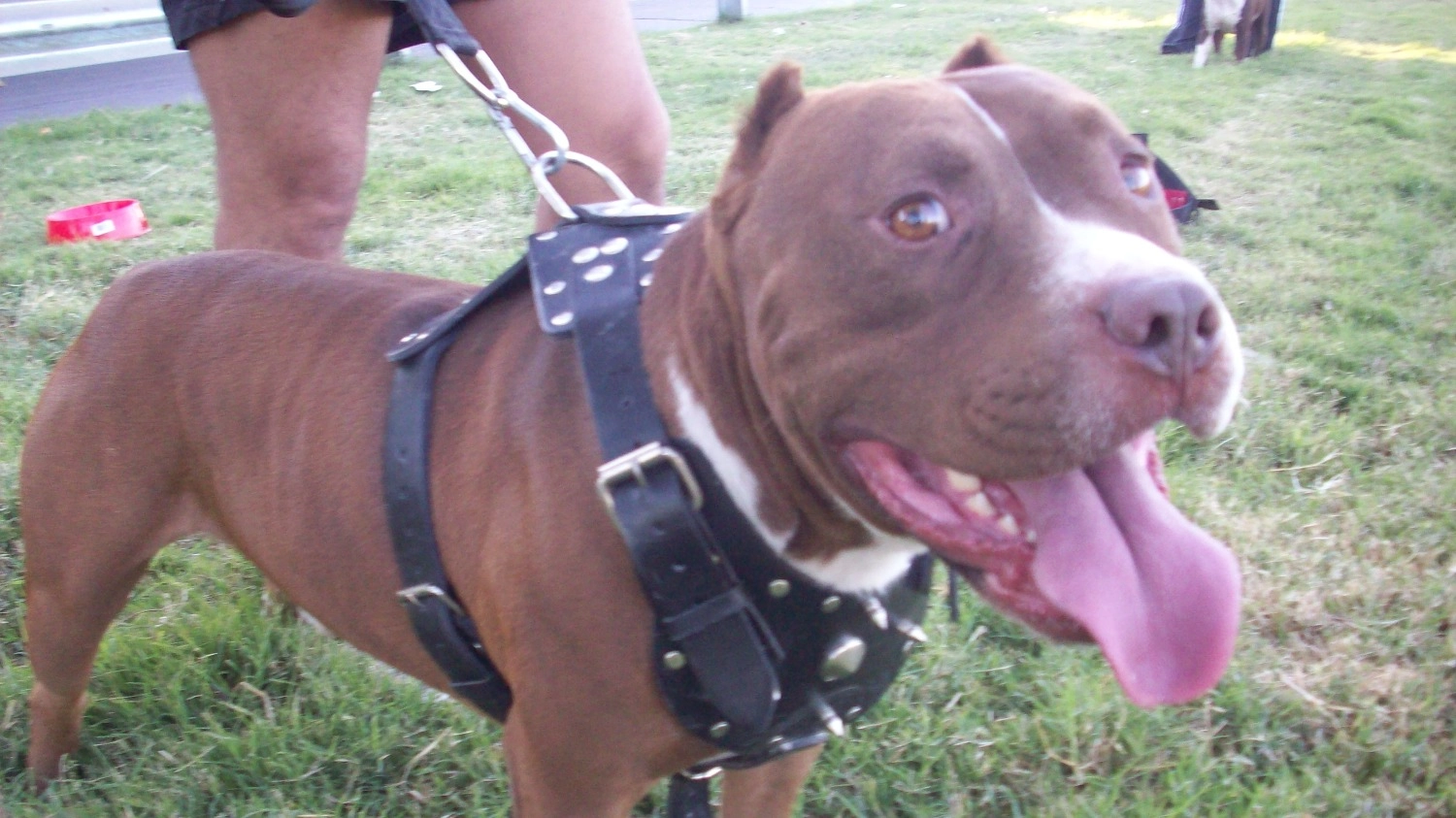 Oficial: los dueños de perros potencialmente peligrosos deberán registrarlos y chipearlos