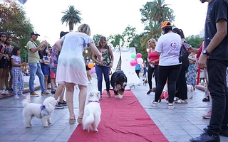 Mascotas a la pasarela: habrá un desfile con premios en San Juan