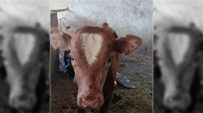 Animales en la ruta: hallaron un ternero, pero no saben de quién es