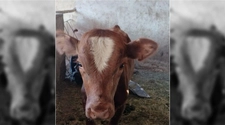 Animales en la ruta: hallaron un ternero, pero no saben de quién es
