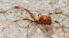 Estas son las arañas y alacranes más peligrosos que hay en San Juan