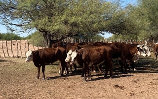 Trazabilidad bajo control: revisan bovinos con marcas a fuego sospechosas