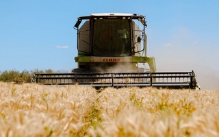 Con 49 productores, Jáchal avanza en la cosecha de trigo y reactiva su tradición agrícola