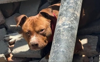 Tres pitbulls se soltaron, atacaron a un nene y lo dejaron en grave estado