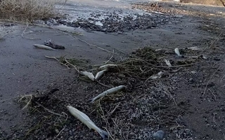 Qué dice el informe que presentó la UNCuyo sobre los peces muertos en San Juan