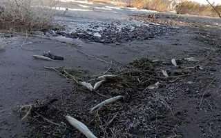 Achem defendió el informe de Ambiente y apuntó al sector "antiminero"